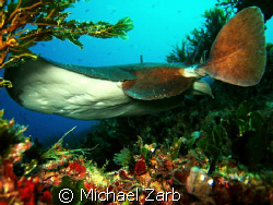 A really friendly and showy ray spotted in Sliema, Malta.... by Michael Zarb 